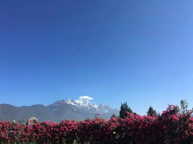 麗江雪山玫瑰莊園