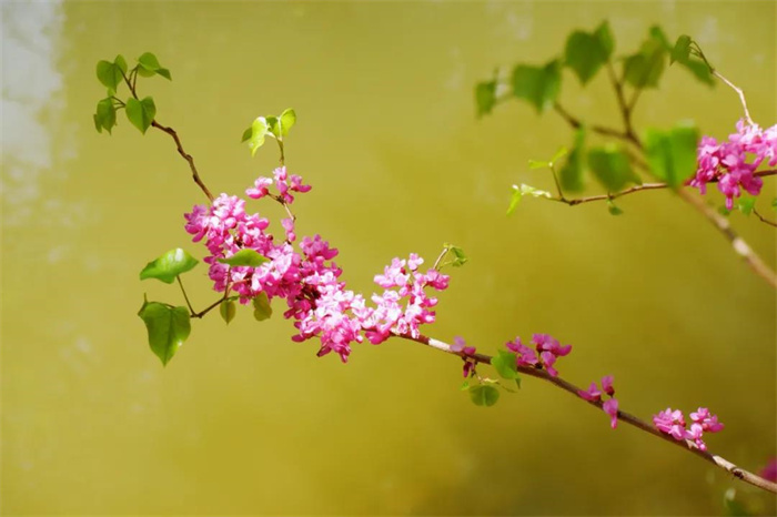 我在麗江的冬天，想念四季在公園閑逛的模樣